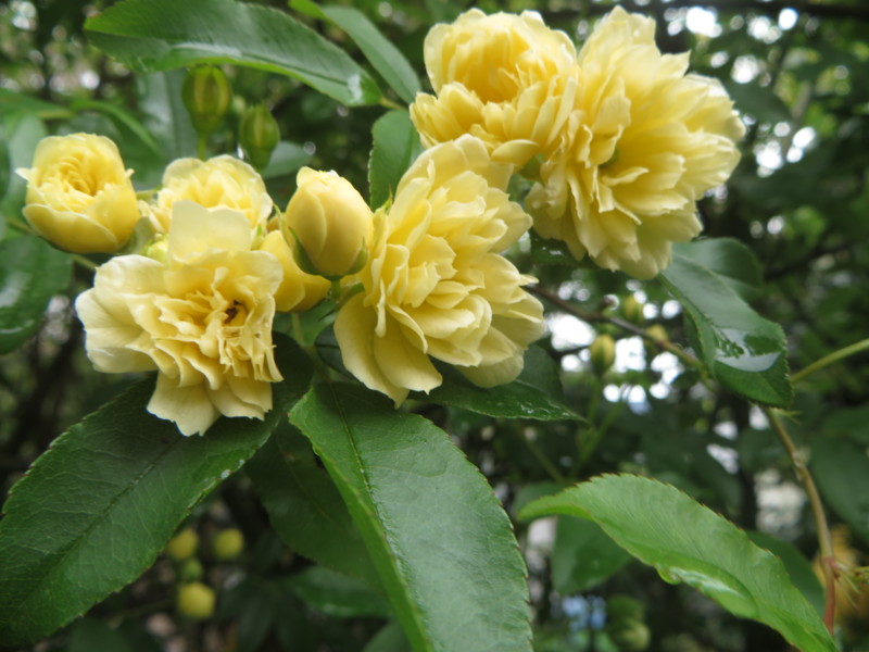 f:id:sasameyuki47:20140422090537j:image:w360 f:id:sasameyuki47:20140422090537j:image:w360