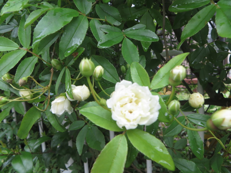 f:id:sasameyuki47:20140422090602j:image:w360 f:id:sasameyuki47:20140422090602j:image:w360