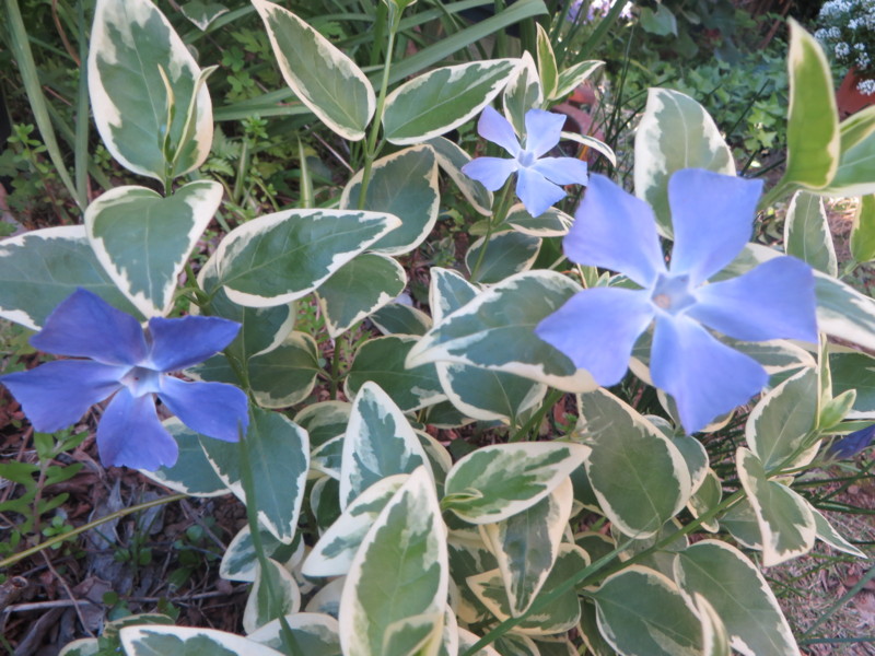 f:id:sasameyuki47:20140427163904j:image:w360 f:id:sasameyuki47:20140427163904j:image:w360