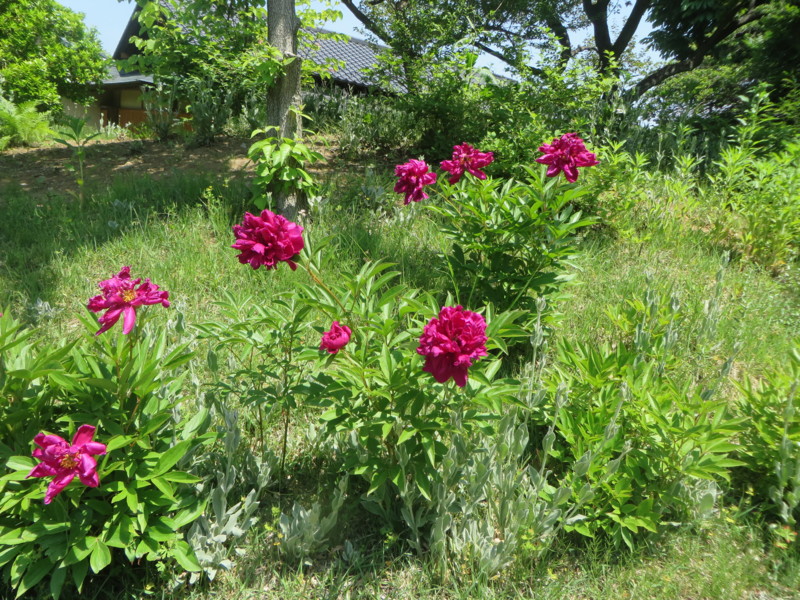 f:id:sasameyuki47:20140530111244j:image:w360 f:id:sasameyuki47:20140530111244j:image:w360