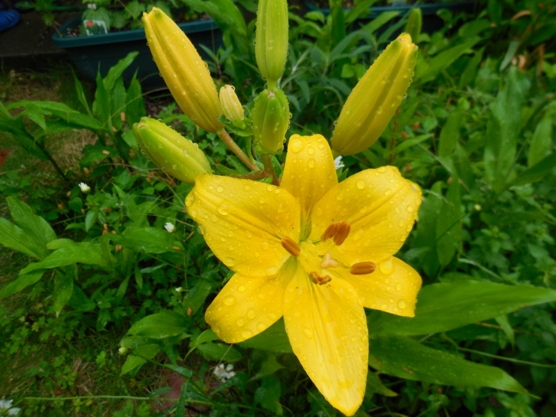 f:id:sasameyuki47:20140607114625j:image:w360 f:id:sasameyuki47:20140607114625j:image:w360