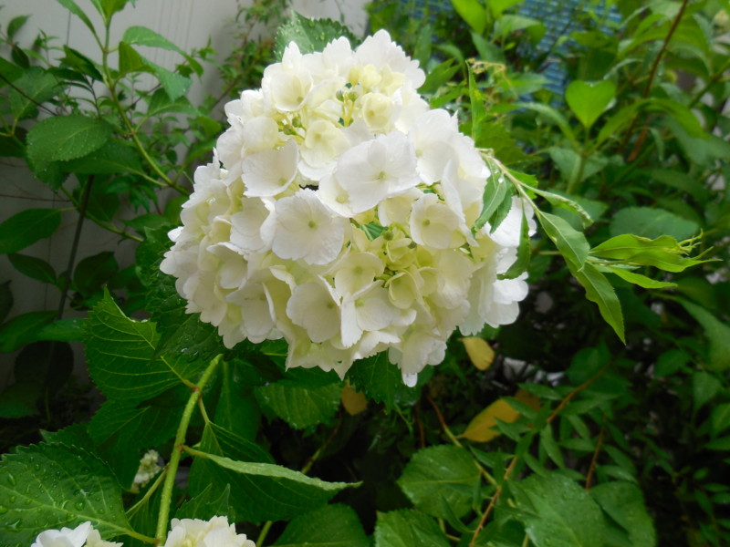 f:id:sasameyuki47:20140607114651j:image:w360 f:id:sasameyuki47:20140607114651j:image:w360