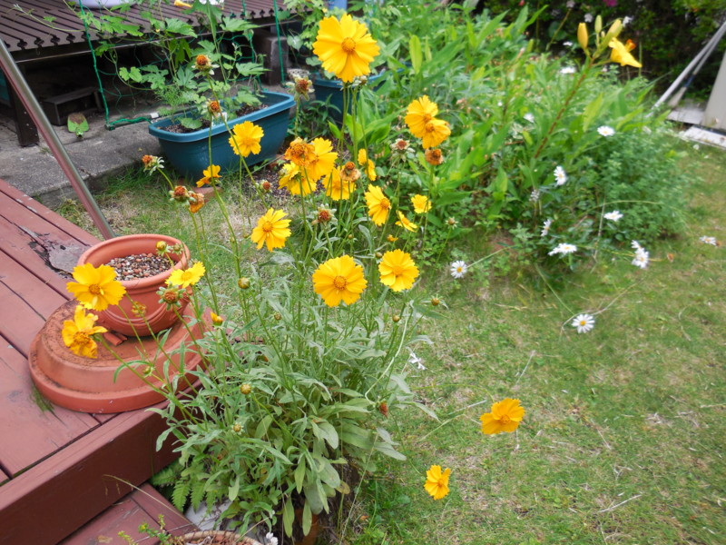 f:id:sasameyuki47:20140608144544j:image:w360 f:id:sasameyuki47:20140608144544j:image:w360