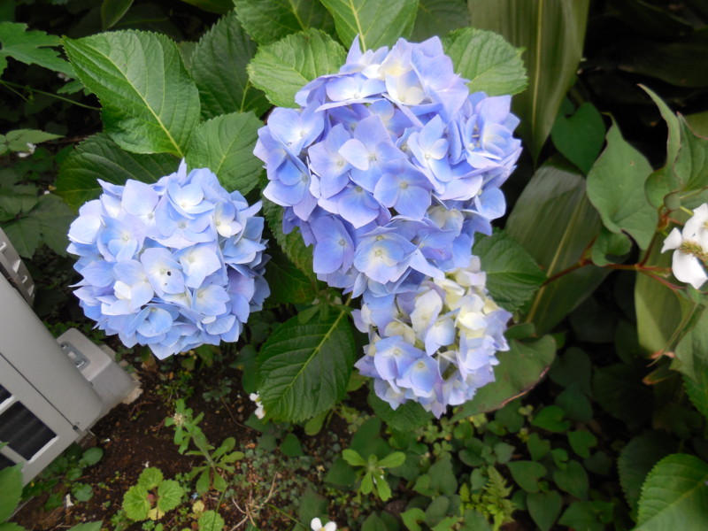 f:id:sasameyuki47:20140609143626j:image:w360