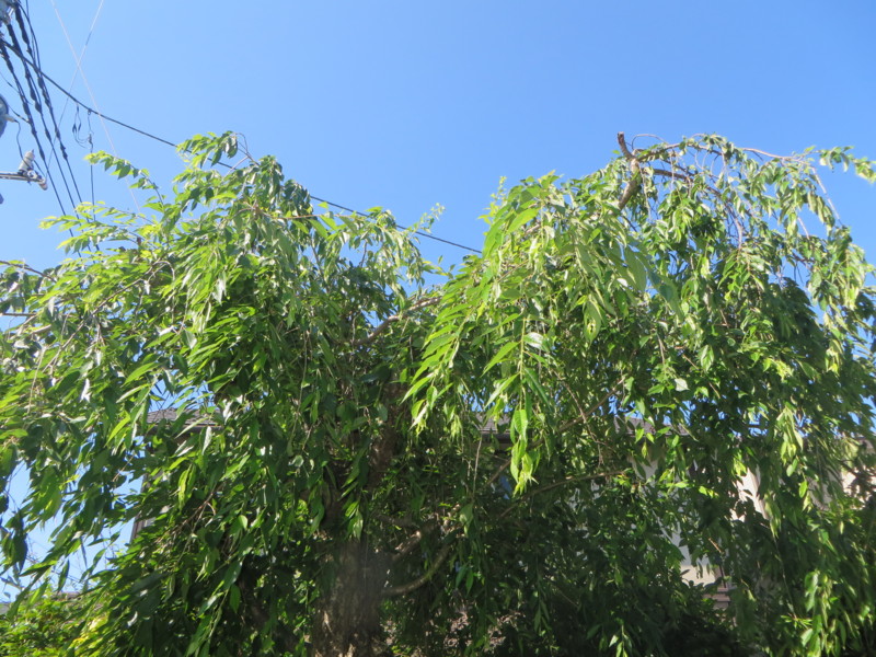 f:id:sasameyuki47:20140613082705j:image:w360 f:id:sasameyuki47:20140613082705j:image:w360