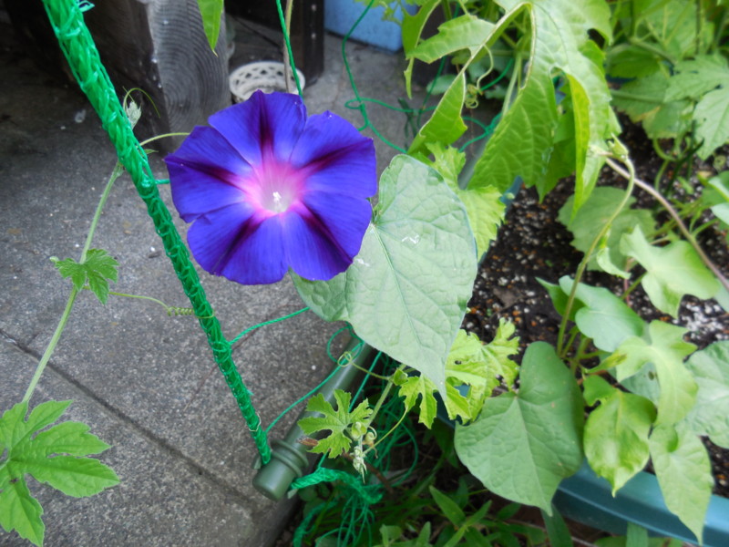 f:id:sasameyuki47:20140614074806j:image:w360 f:id:sasameyuki47:20140614074806j:image:w360