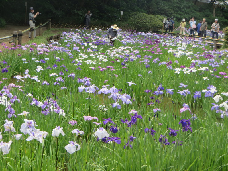 f:id:sasameyuki47:20140616144509j:image:w640 f:id:sasameyuki47:20140616144509j:image:w640