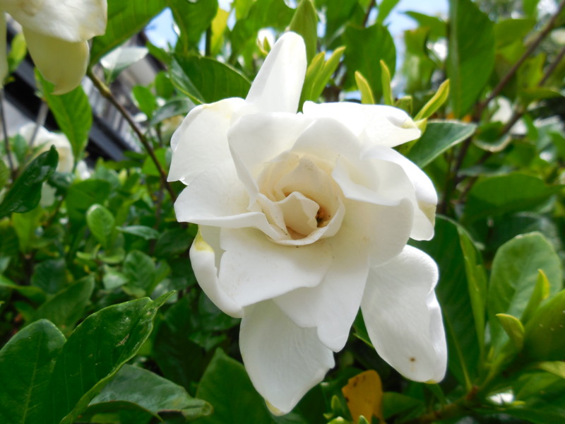 f:id:sasameyuki47:20140629123000j:image:w360
