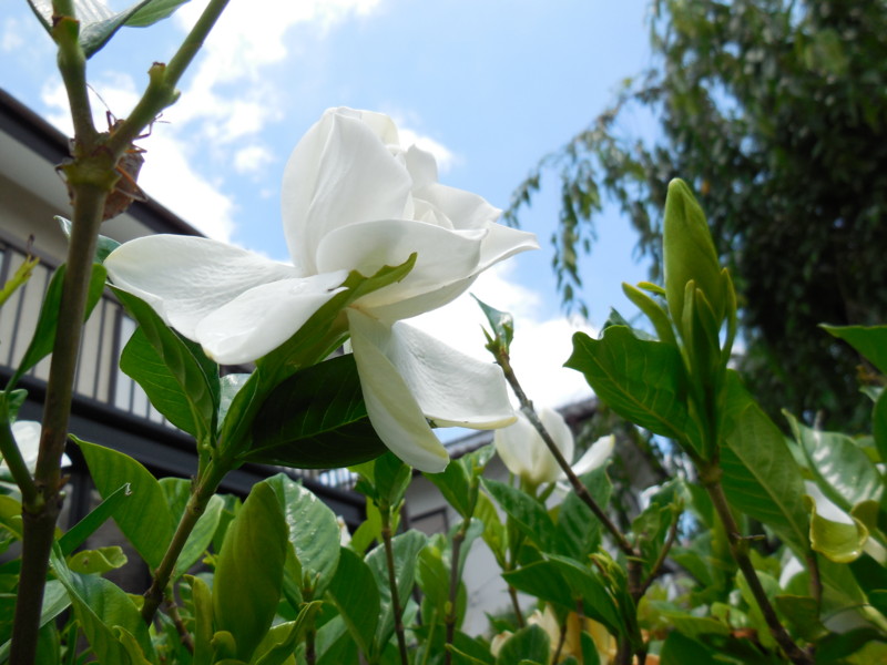f:id:sasameyuki47:20140629123024j:image:w360