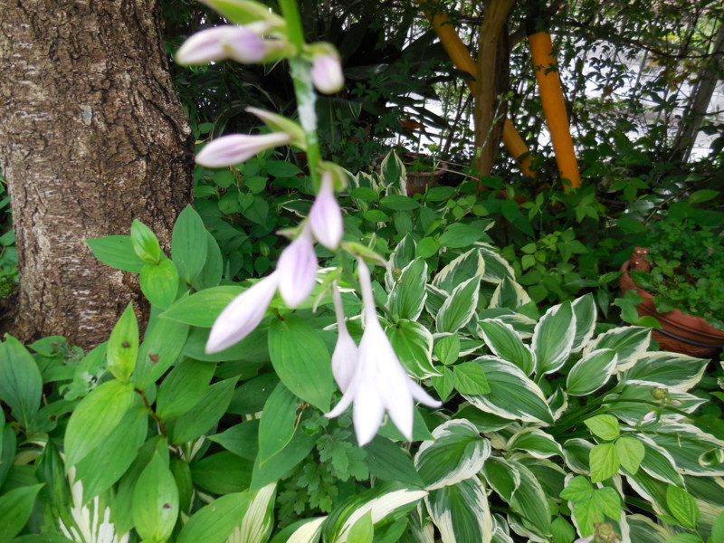 f:id:sasameyuki47:20140629123109j:image:w360 f:id:sasameyuki47:20140629123109j:image:w360