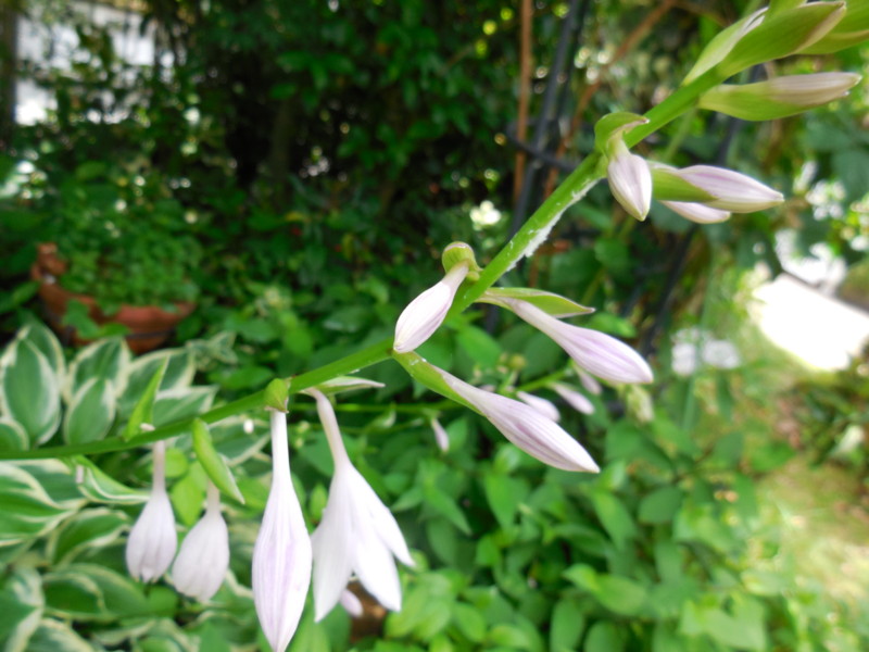 f:id:sasameyuki47:20140629123133j:image:w360 f:id:sasameyuki47:20140629123133j:image:w360