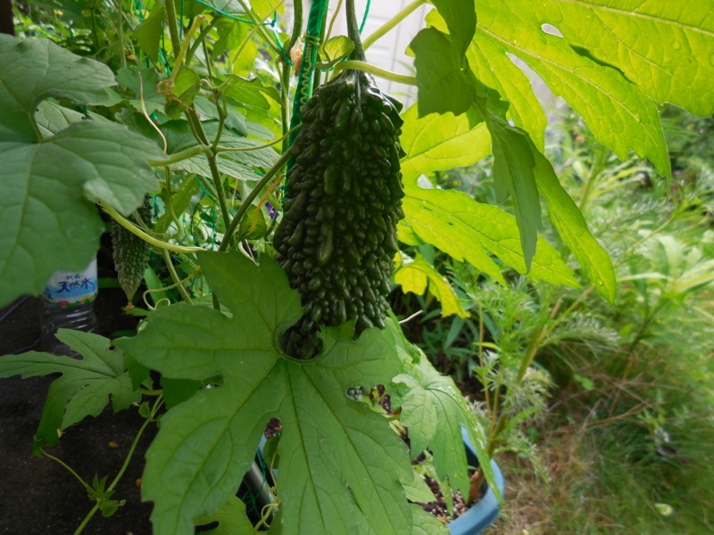 f:id:sasameyuki47:20140706073525j:image:w360 f:id:sasameyuki47:20140706073525j:image:w360