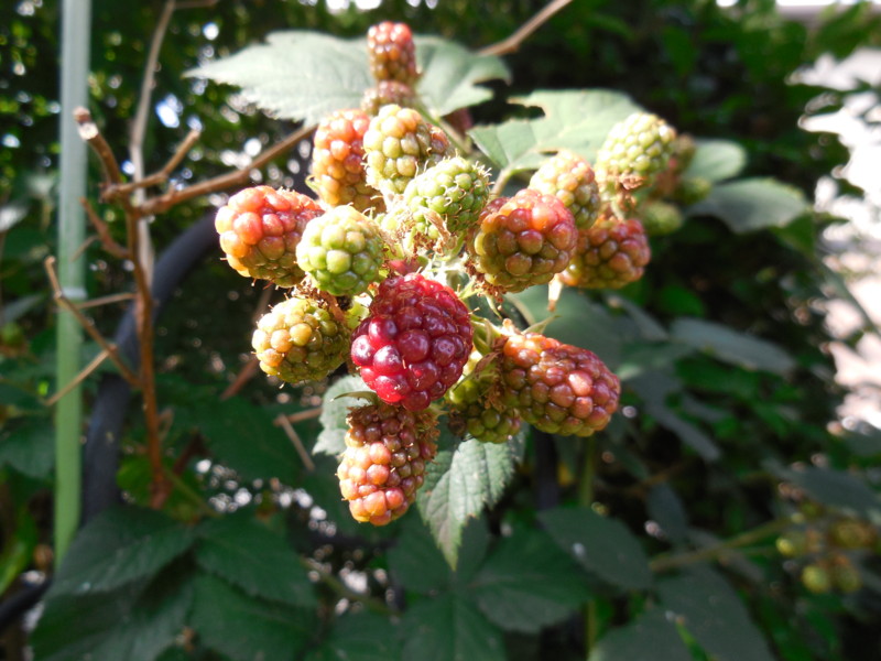 f:id:sasameyuki47:20140706073609j:image:w360 f:id:sasameyuki47:20140706073609j:image:w360