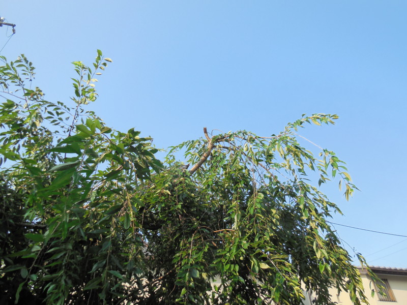 f:id:sasameyuki47:20140726065145j:image:w360