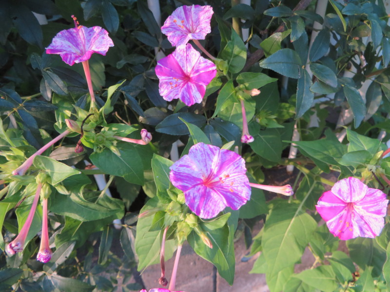 f:id:sasameyuki47:20140730171342j:image:w360