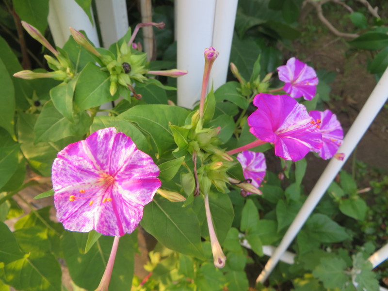 f:id:sasameyuki47:20140730171406j:image:w360