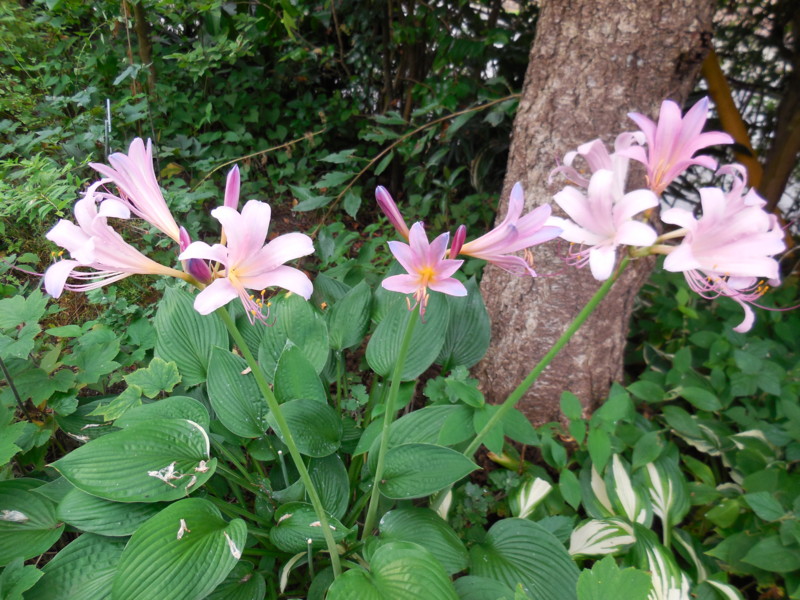 f:id:sasameyuki47:20140809070447j:image:w360 f:id:sasameyuki47:20140809070447j:image:w360