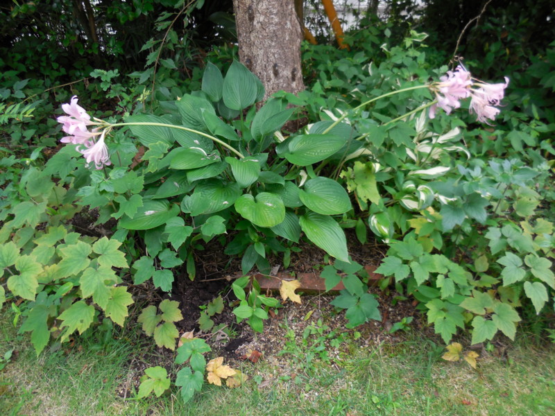 f:id:sasameyuki47:20140812090132j:image:w360 f:id:sasameyuki47:20140812090132j:image:w360
