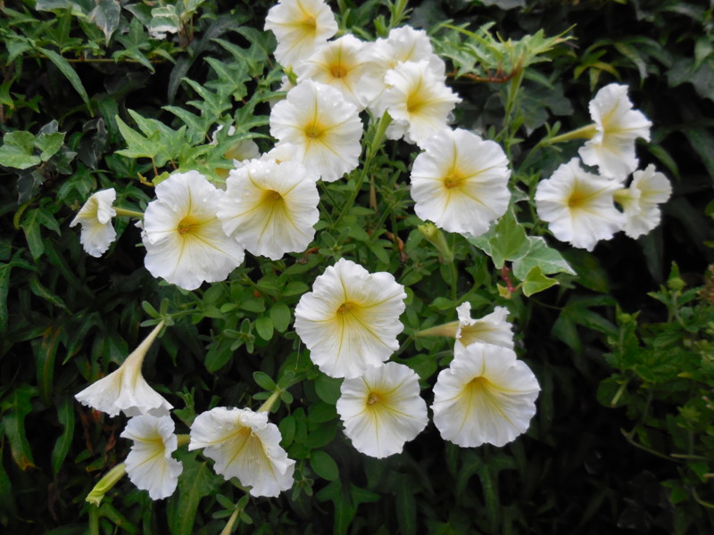 f:id:sasameyuki47:20140814181516j:image:w360 f:id:sasameyuki47:20140814181516j:image:w360