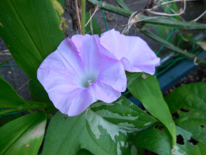 f:id:sasameyuki47:20140819073121j:image:w360 f:id:sasameyuki47:20140819073121j:image:w360