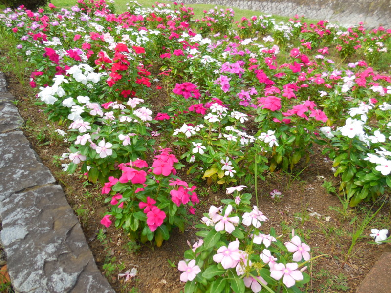 f:id:sasameyuki47:20140824135656j:image:w360