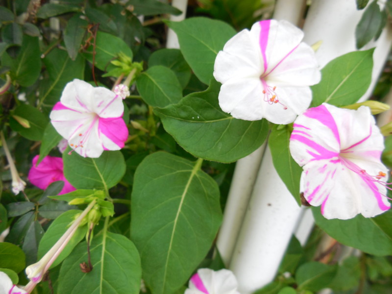 f:id:sasameyuki47:20140905165845j:image:w360 f:id:sasameyuki47:20140905165845j:image:w360
