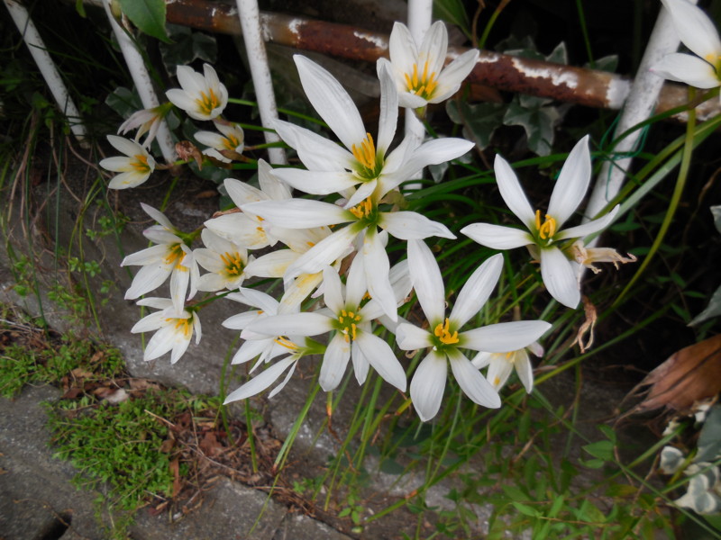 f:id:sasameyuki47:20140911145931j:image:w360 f:id:sasameyuki47:20140911145931j:image:w360