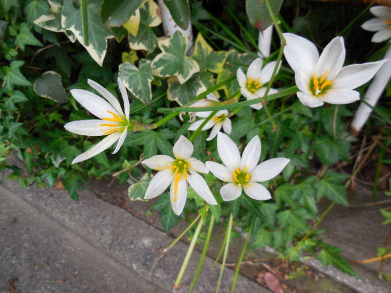 f:id:sasameyuki47:20140911145940j:image:w360 f:id:sasameyuki47:20140911145940j:image:w360