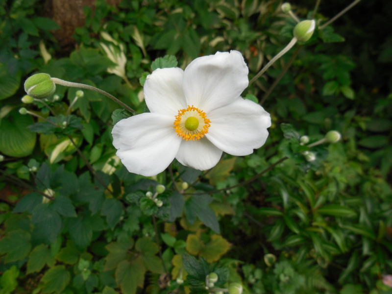 f:id:sasameyuki47:20140914153954j:image:w360