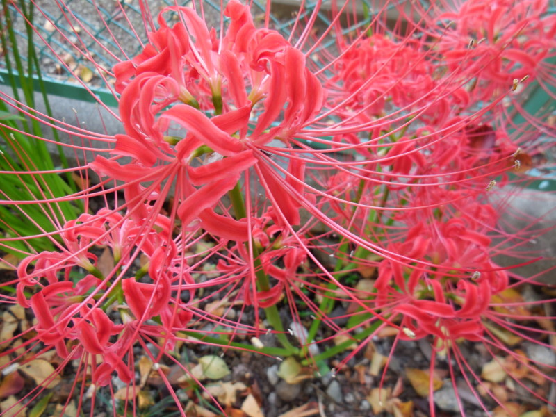 f:id:sasameyuki47:20140923163719j:image:w360 f:id:sasameyuki47:20140923163719j:image:w360