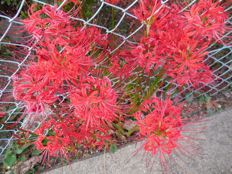 f:id:sasameyuki47:20140923164446j:image:w360 f:id:sasameyuki47:20140923164446j:image:w360