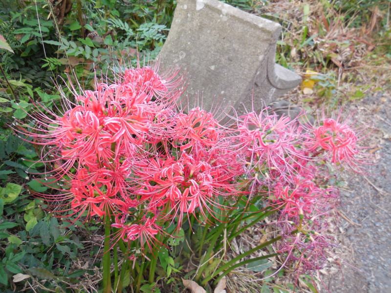f:id:sasameyuki47:20140923165807j:image:w360 f:id:sasameyuki47:20140923165807j:image:w360