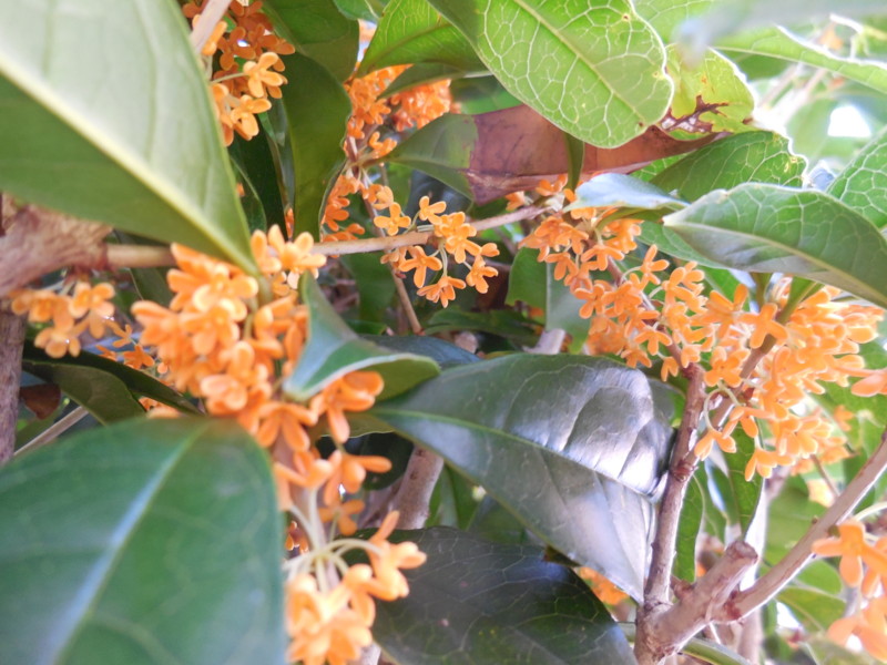 f:id:sasameyuki47:20140929080726j:image:w360 f:id:sasameyuki47:20140929080726j:image:w360