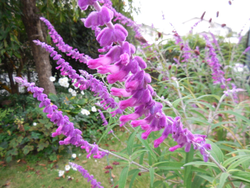 f:id:sasameyuki47:20141001072932j:image:w360 f:id:sasameyuki47:20141001072932j:image:w360