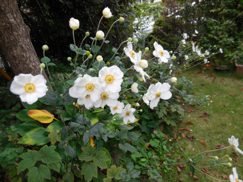 f:id:sasameyuki47:20141001072955j:image:w360 f:id:sasameyuki47:20141001072955j:image:w360