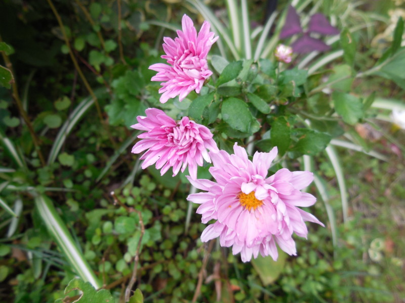 f:id:sasameyuki47:20141010150609j:image:w360 f:id:sasameyuki47:20141010150609j:image:w360