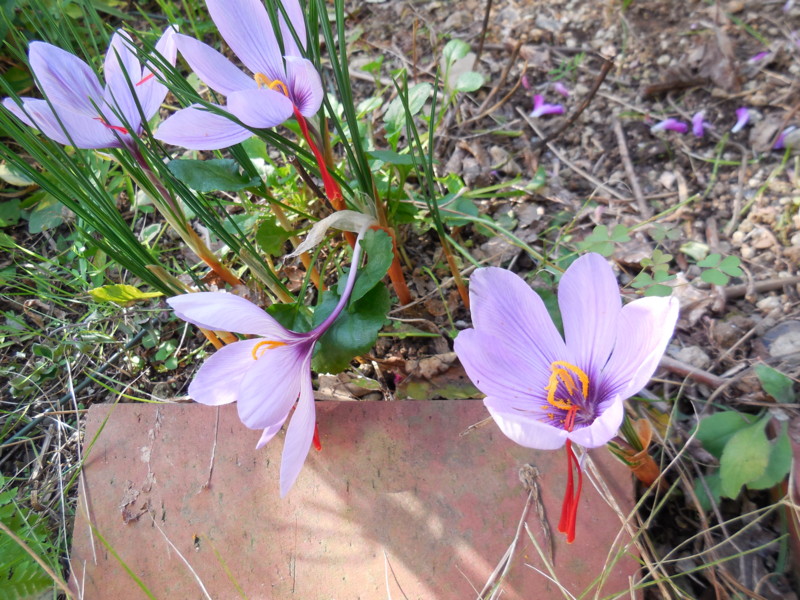 f:id:sasameyuki47:20141029134808j:image:w360 f:id:sasameyuki47:20141029134808j:image:w360