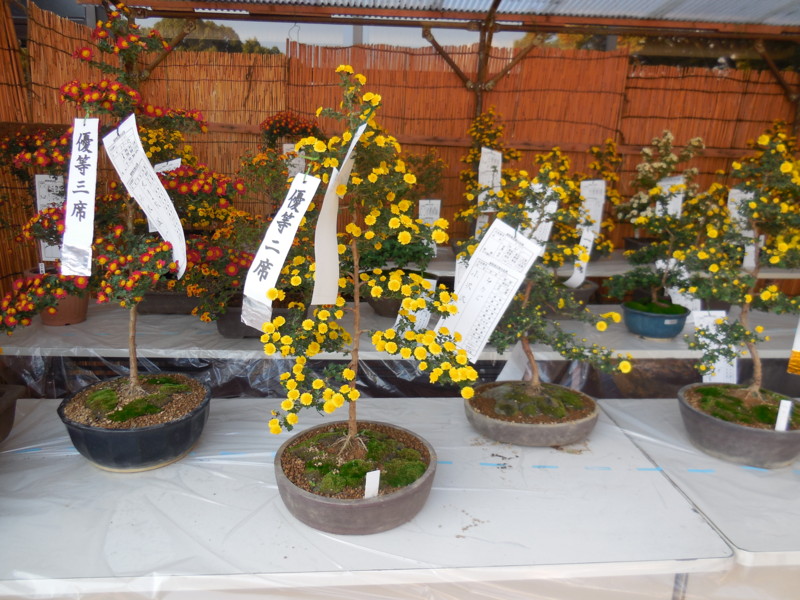 f:id:sasameyuki47:20141103091136j:image:w360