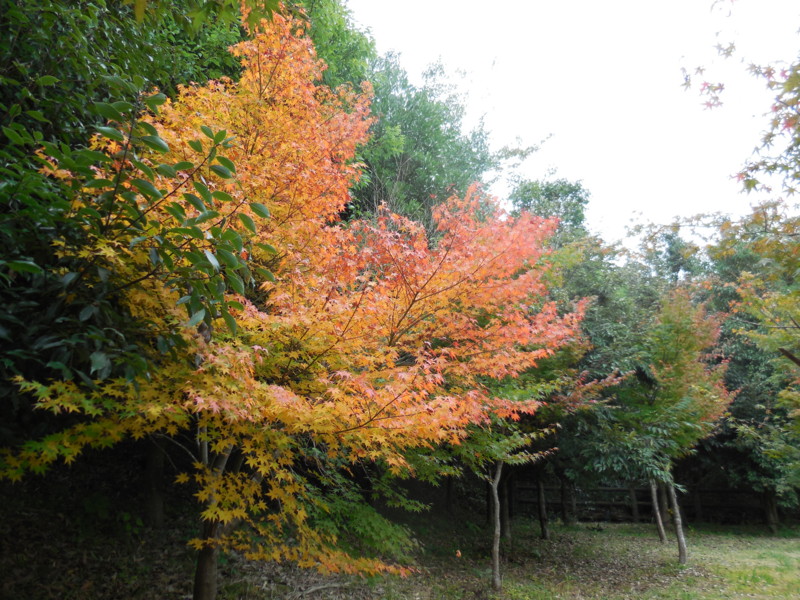 f:id:sasameyuki47:20141105114149j:image:w360