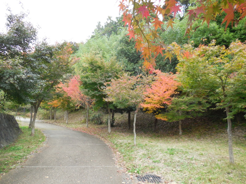 f:id:sasameyuki47:20141105114202j:image:w360