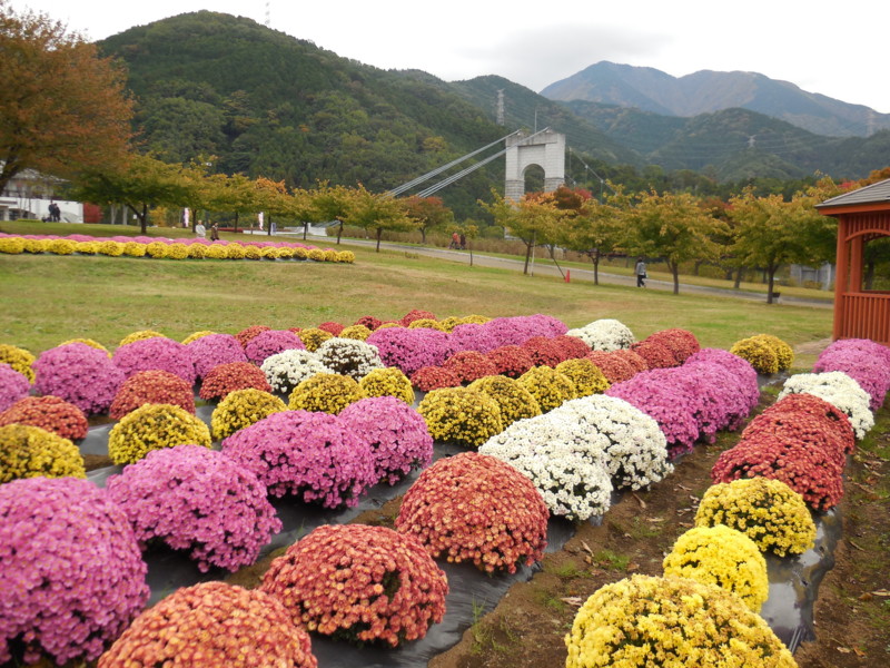 f:id:sasameyuki47:20141105140648j:image:w360