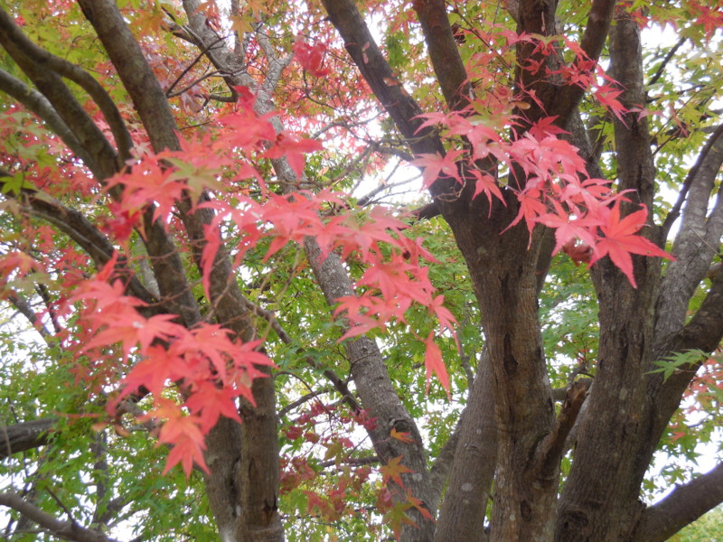 f:id:sasameyuki47:20141105142244j:image:w360