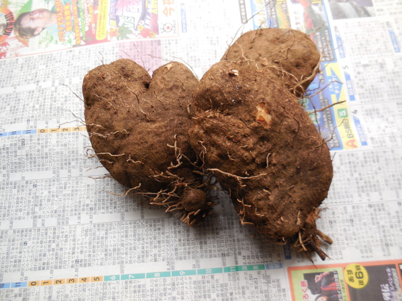 f:id:sasameyuki47:20141108094056j:image:w360 f:id:sasameyuki47:20141108094056j:image:w360