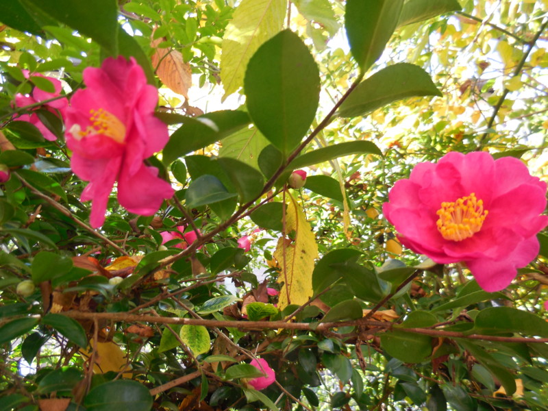 f:id:sasameyuki47:20141114100151j:image:w360 f:id:sasameyuki47:20141114100151j:image:w360