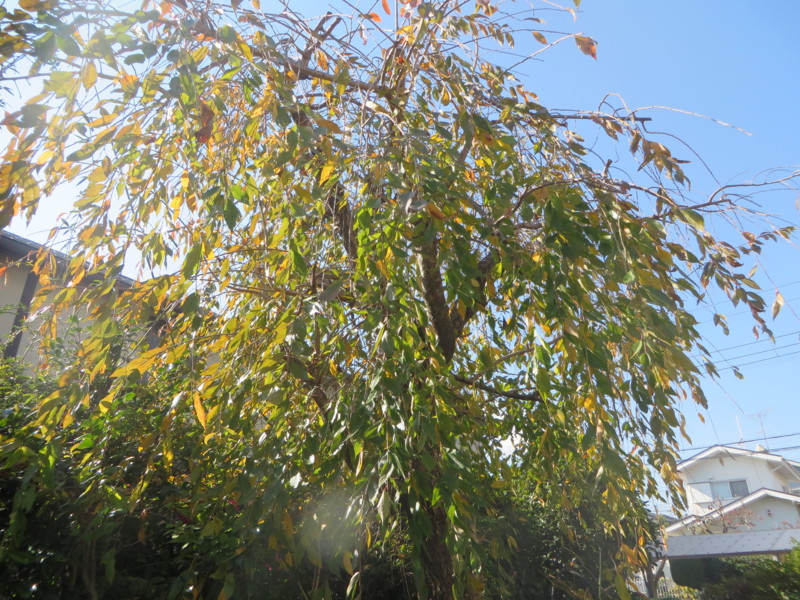 f:id:sasameyuki47:20141118114257j:image:w360 f:id:sasameyuki47:20141118114257j:image:w360