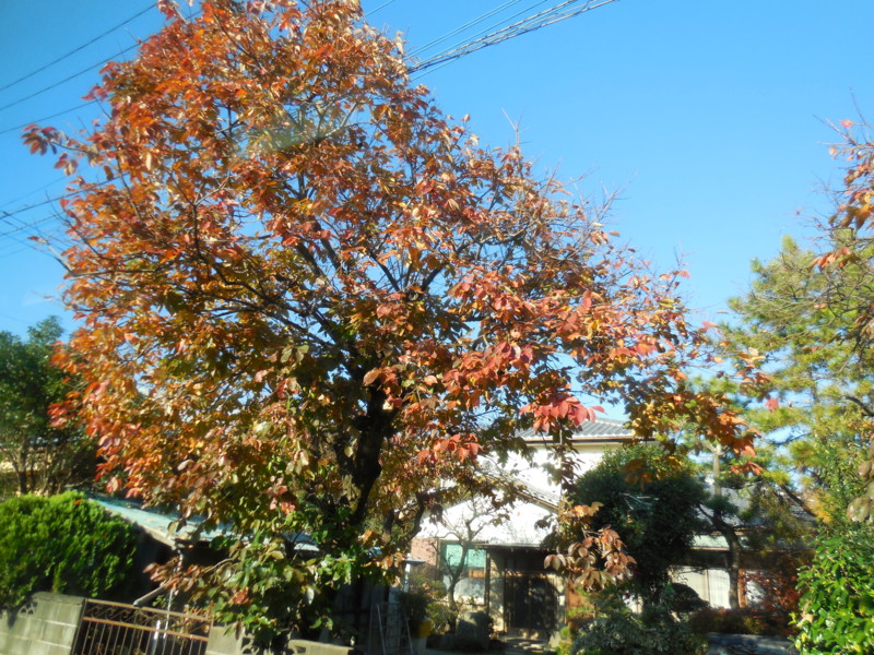 f:id:sasameyuki47:20141122143225j:image:w360 f:id:sasameyuki47:20141122143225j:image:w360