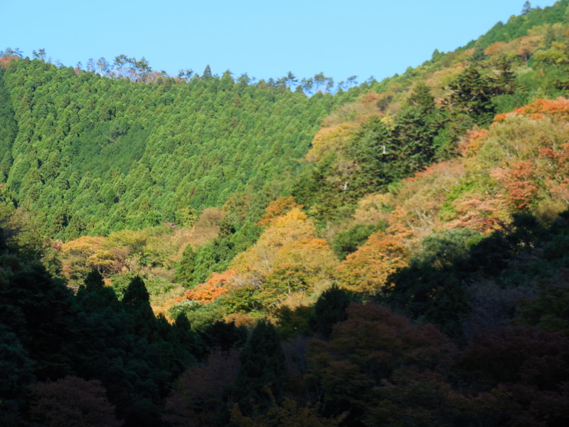 f:id:sasameyuki47:20141122151100j:image:w360 f:id:sasameyuki47:20141122151100j:image:w360