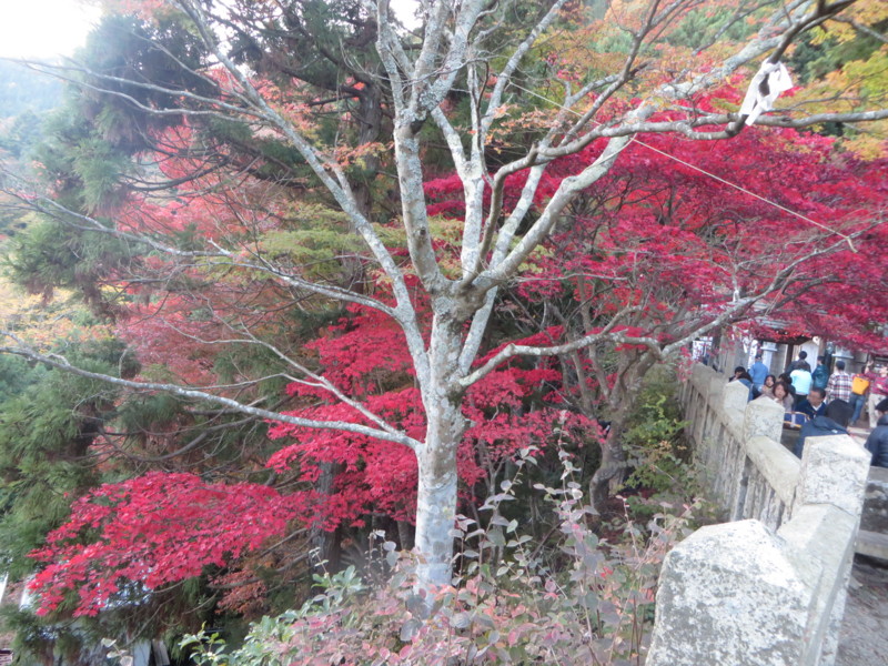 f:id:sasameyuki47:20141122154753j:image:w640 f:id:sasameyuki47:20141122154753j:image:w640