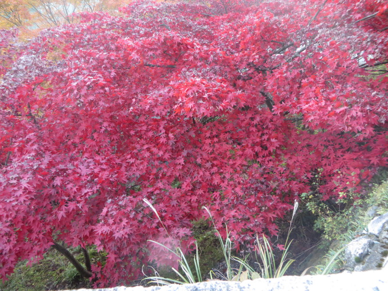 f:id:sasameyuki47:20141122155407j:image:w360 f:id:sasameyuki47:20141122155407j:image:w360