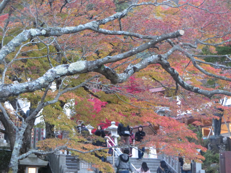 f:id:sasameyuki47:20141122162704j:image:w640 f:id:sasameyuki47:20141122162704j:image:w640